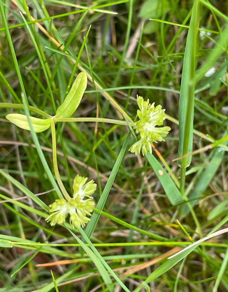 Valeriana eriocarpa leaf