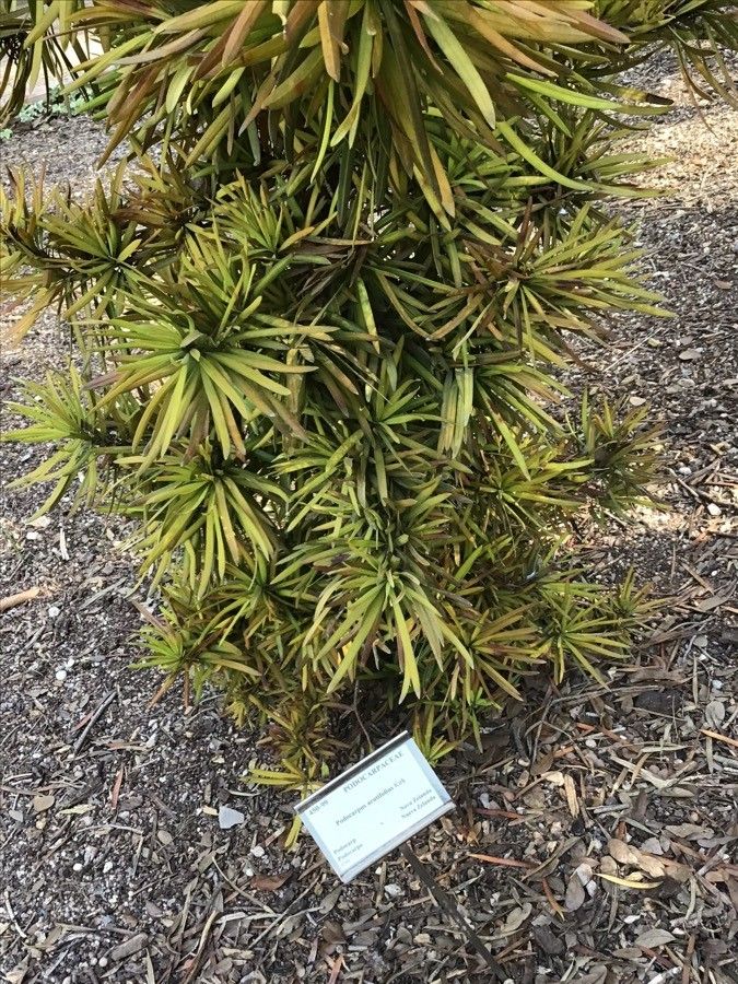 Podocarpus acutifolius