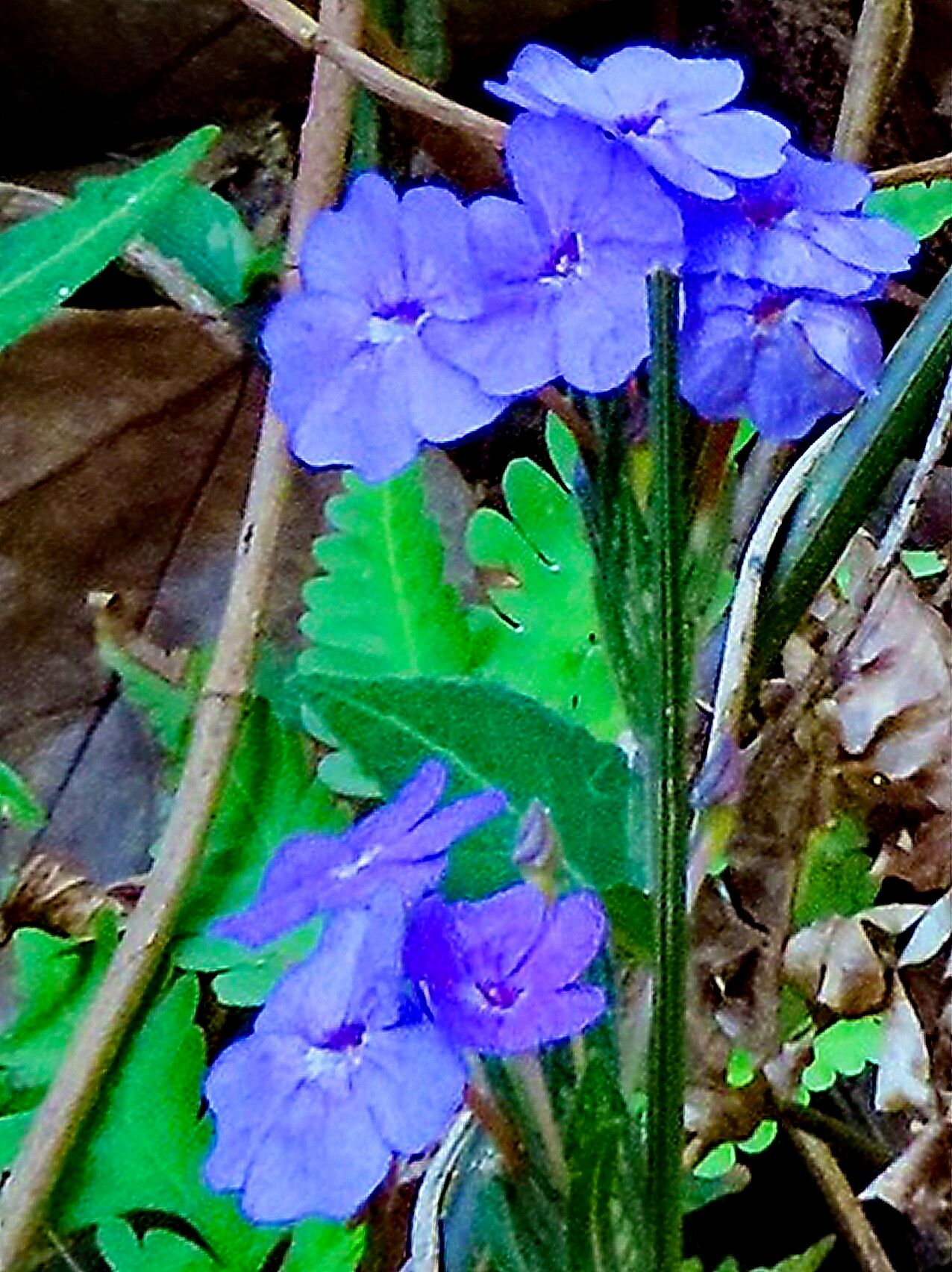 Eranthemum tetragonum — houseplant care guide