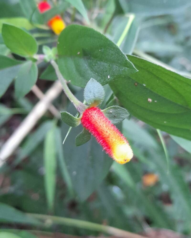 Manettia luteorubra flower