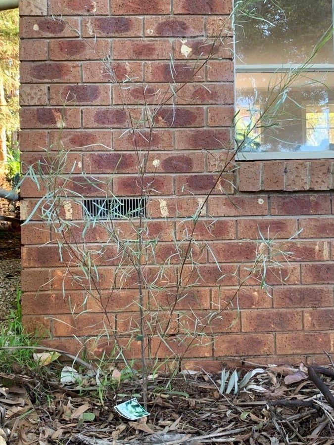 Grevillea endlicheriana — search result for 'Grevillea'