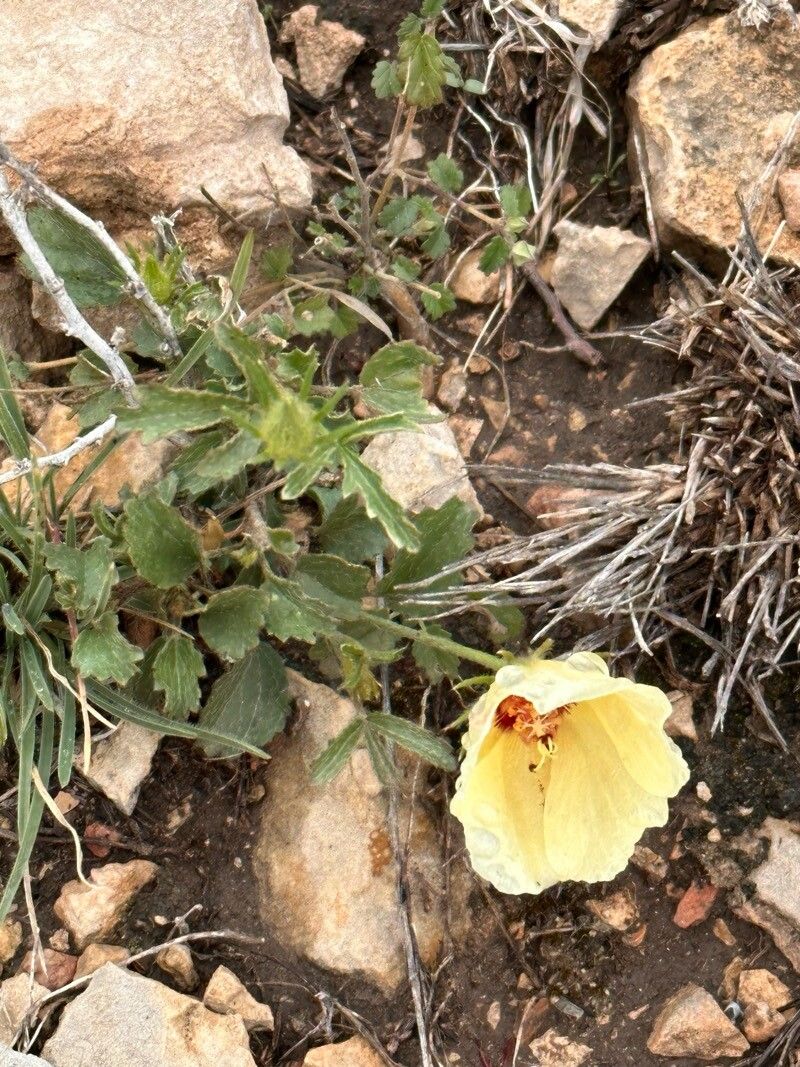 Hibiscus coulteri flower