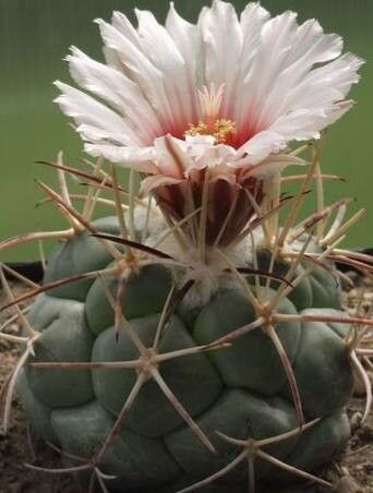 Coryphantha poselgeriana flower