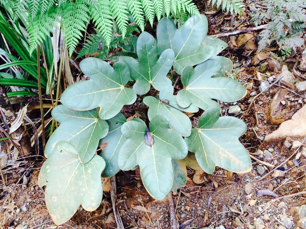 Acropogon bosseri habit