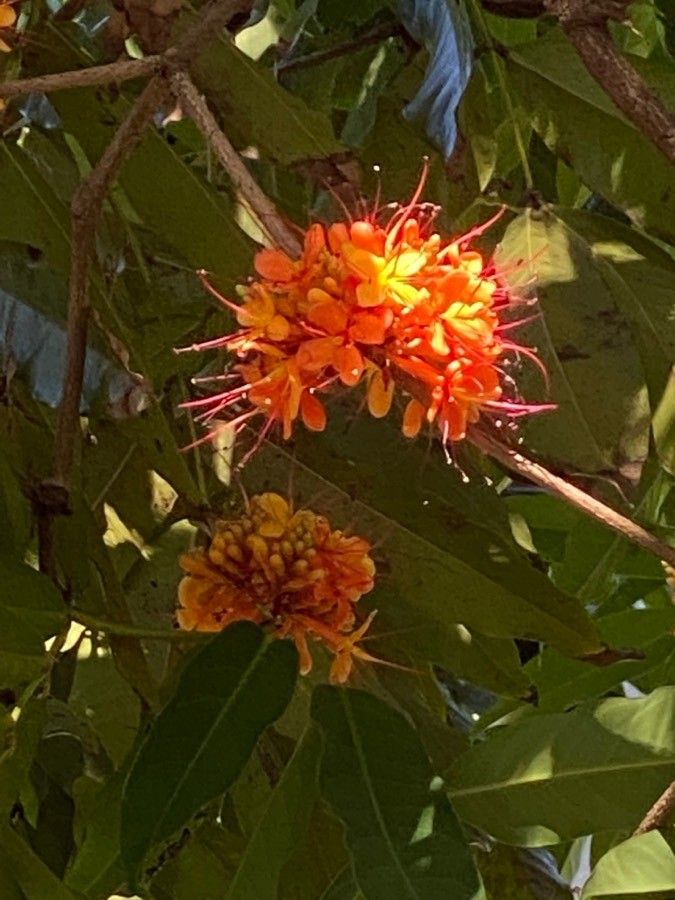 Saraca asoca flower