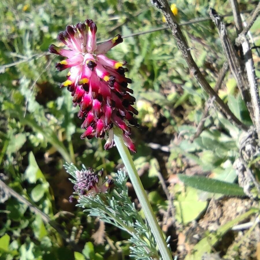 Platycapnos spicata leaf