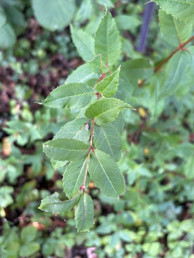 Fuchsia cochabambana — search result for 'Fuchsia'