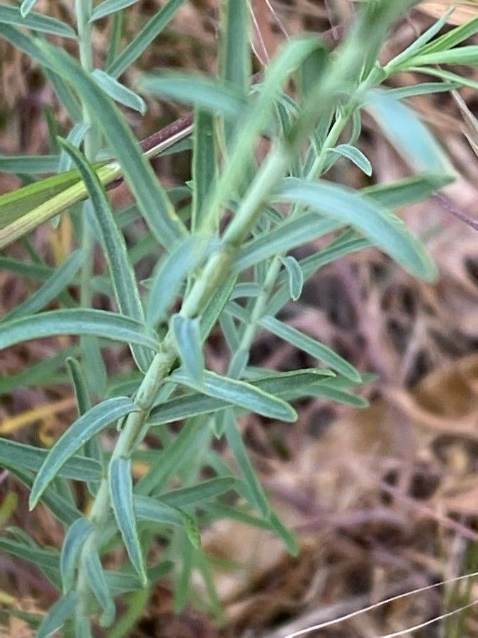Linum austriacum leaf