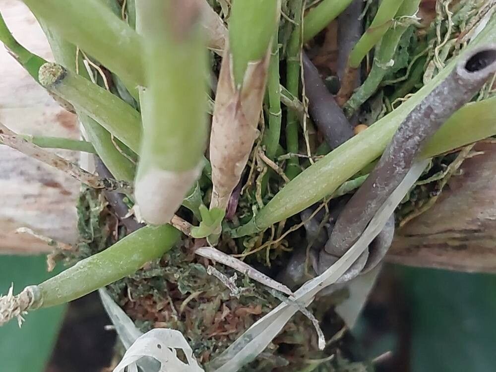 Scaphyglottis fasciculata bark