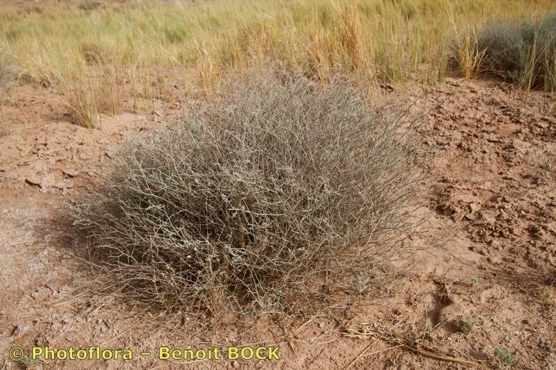 Limonium alleizettei — related species from the same genus