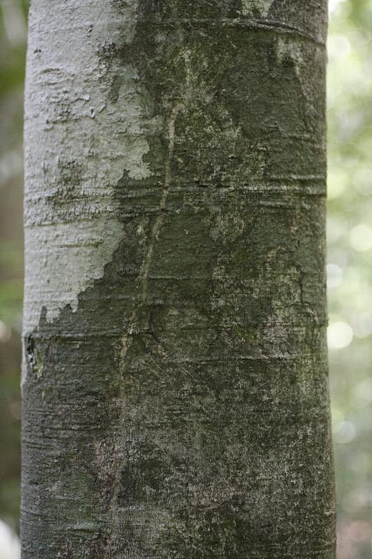 Licania granvillei bark