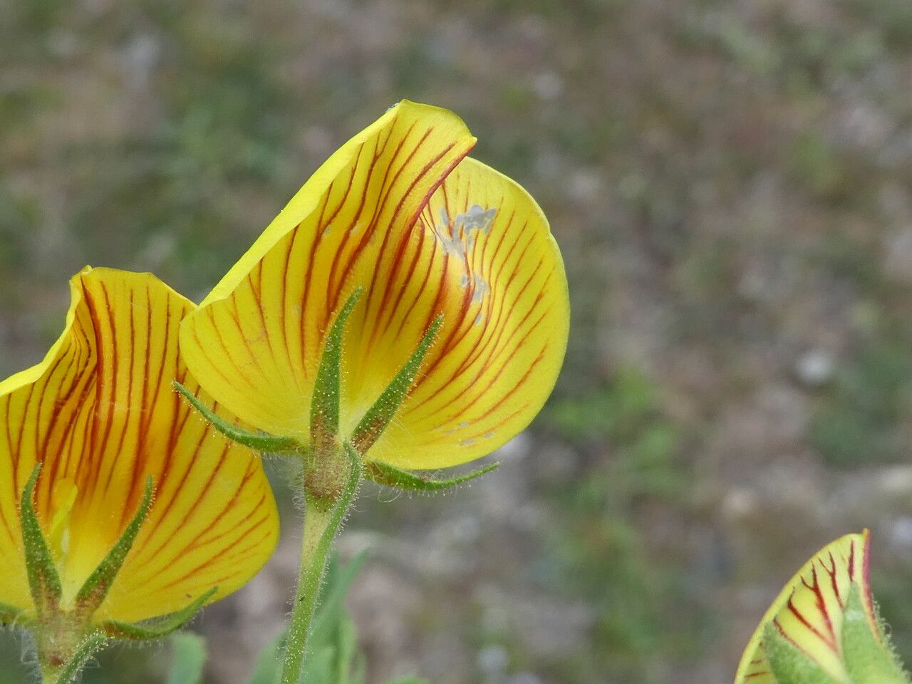 Ononis natrix flower