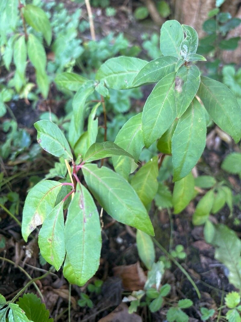 Fuchsia campii — search result for 'Fuchsia'