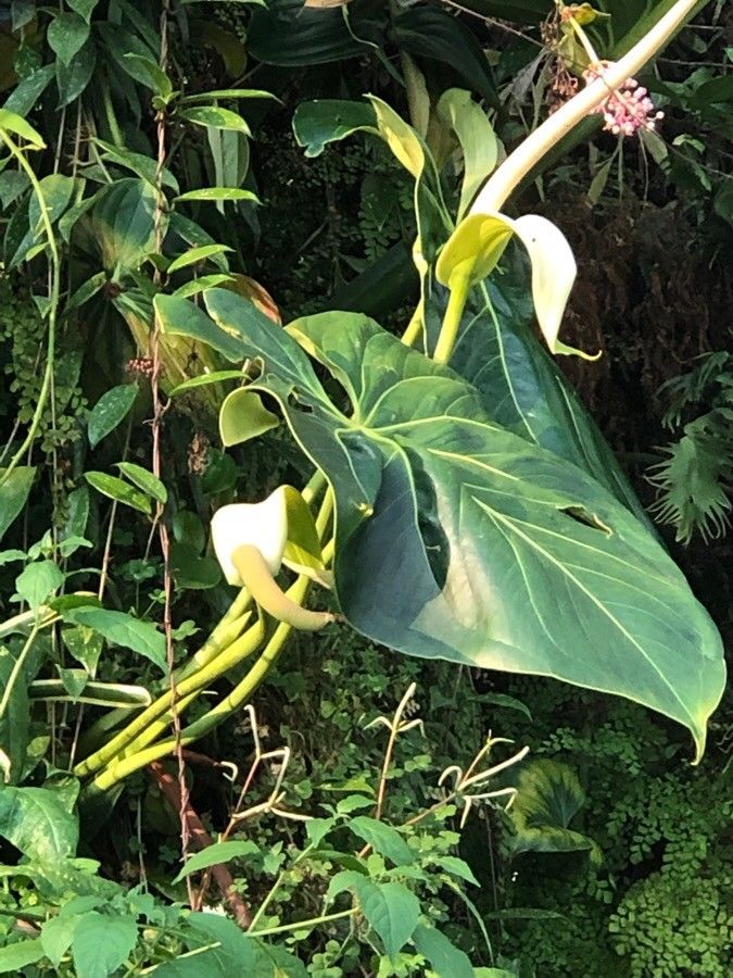 Anthurium faustomirandae habit