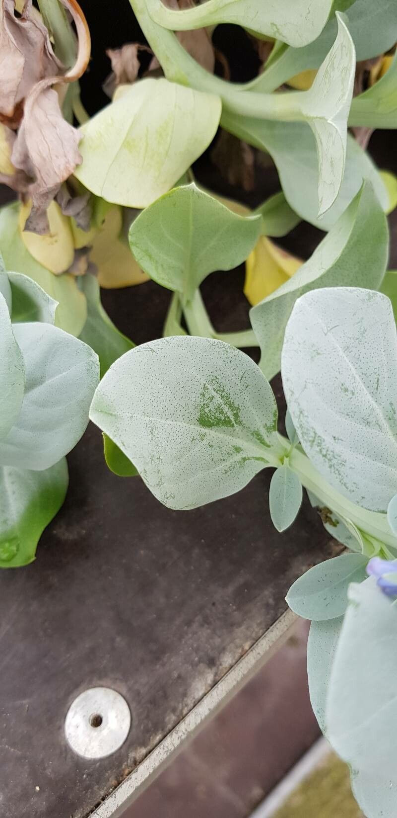 Mertensia maritima — search result for 'Mertensia'