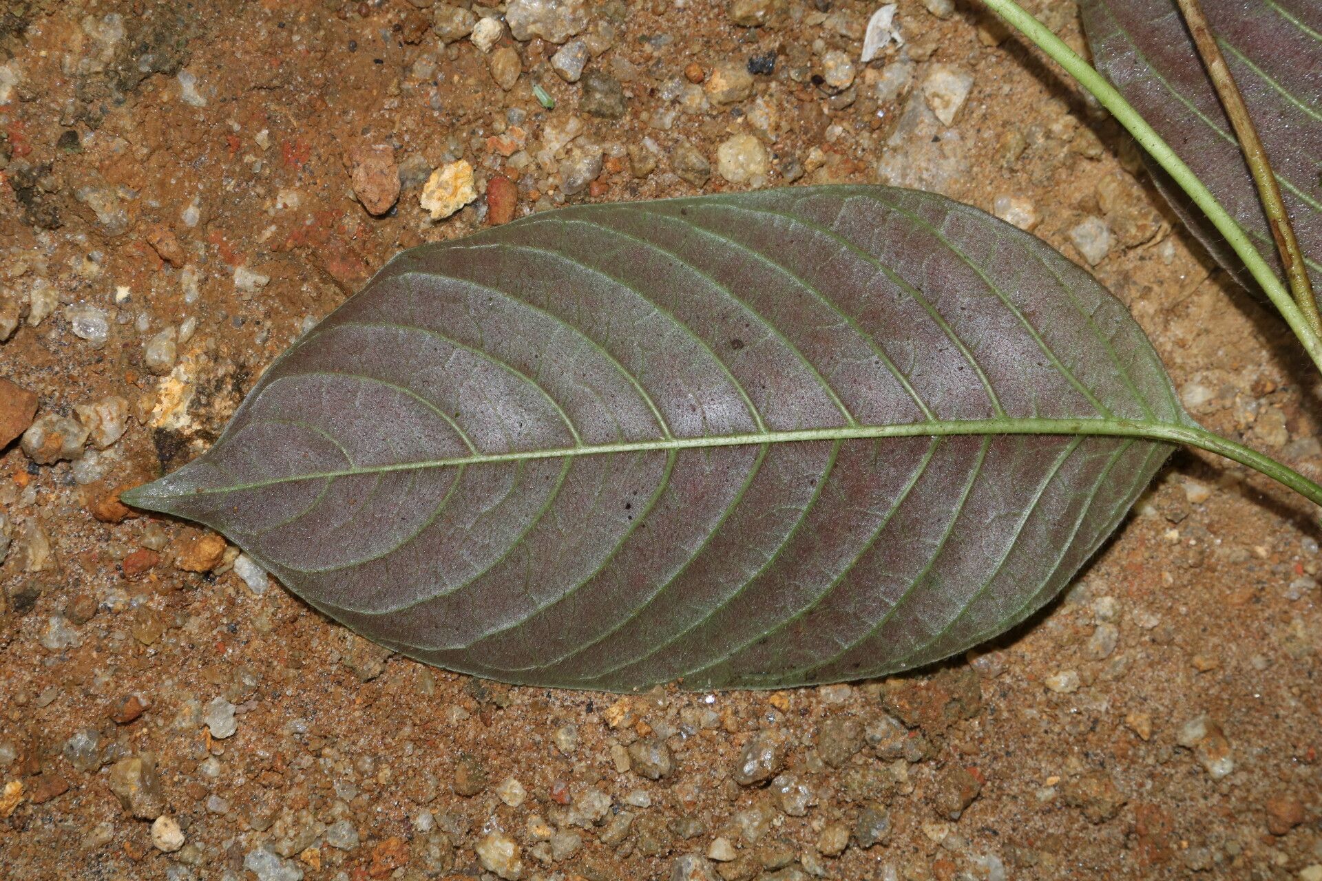 Sabicea pilosa — houseplant care guide