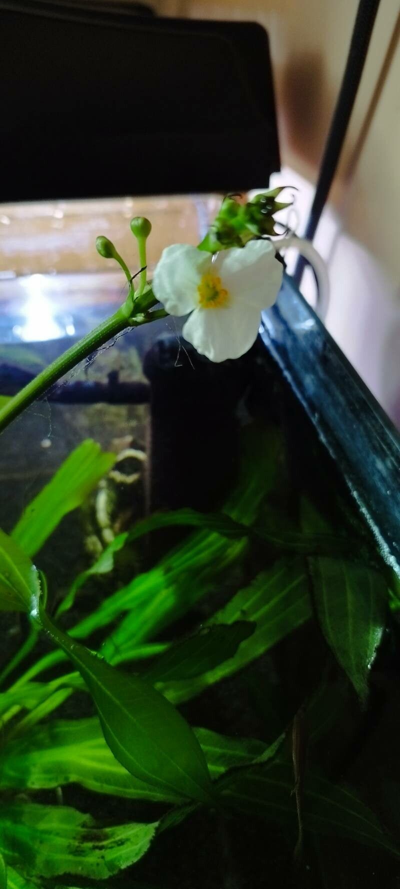 Aquarius grisebachii flower