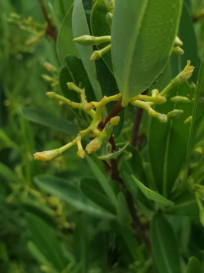 Cryptolepis oblongifolia flower