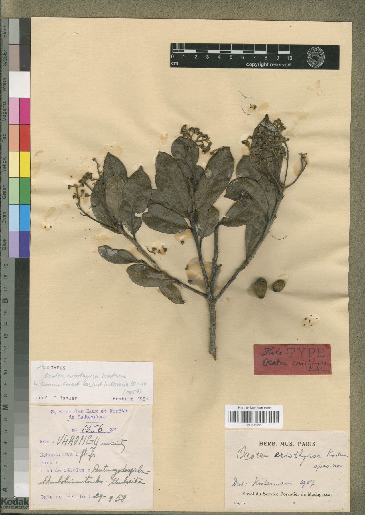 Ocotea eriothyrsa — houseplant care guide