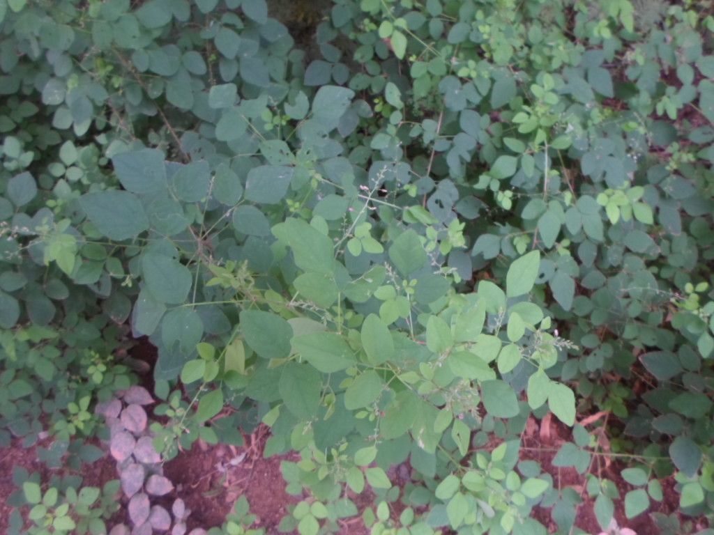 Desmodium ospriostreblum leaf