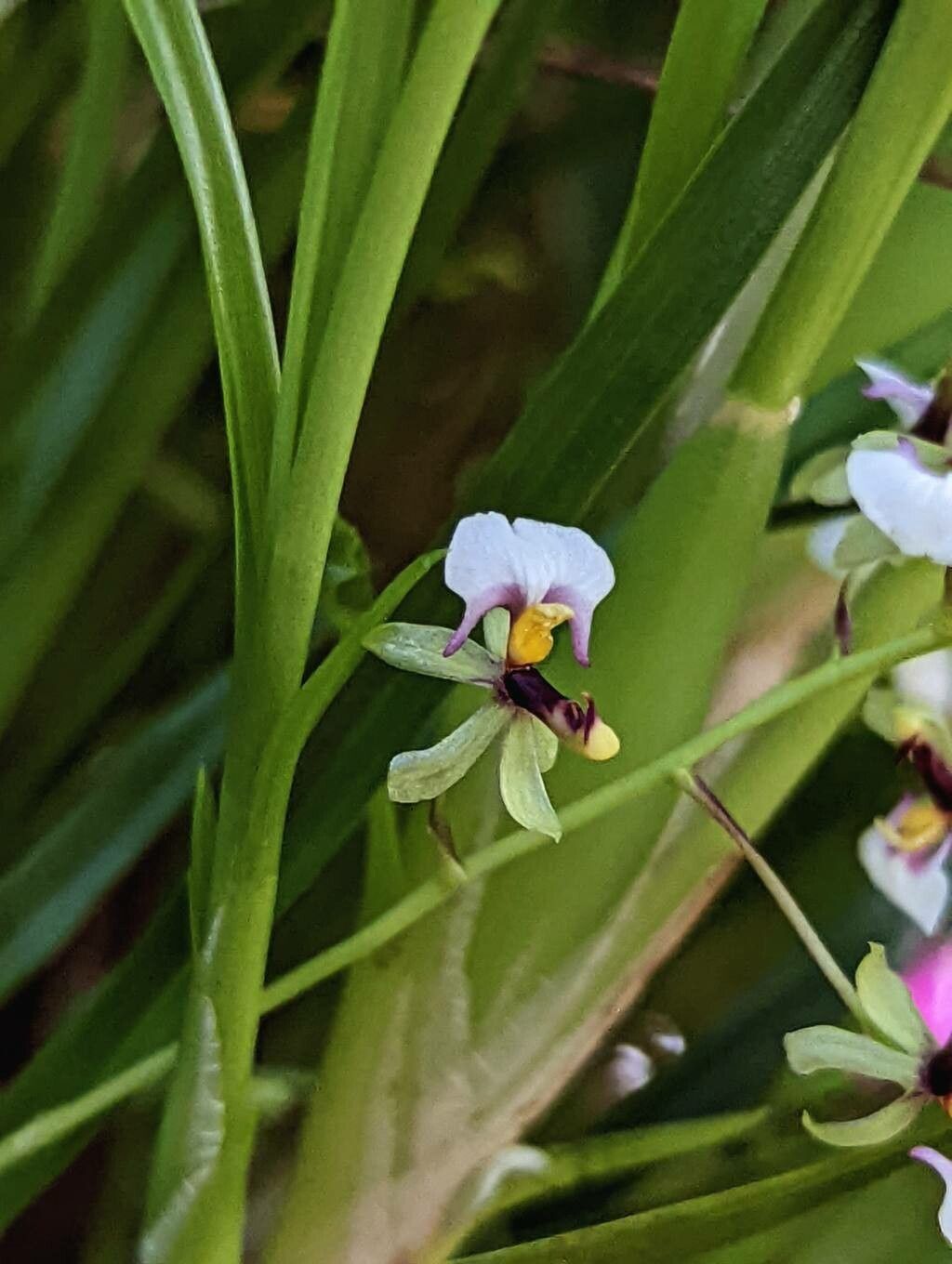 Gomesa radicans flower