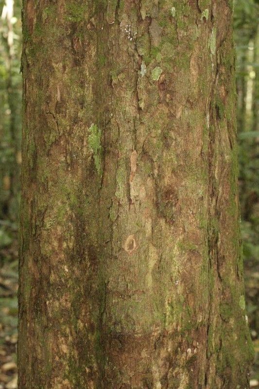 Chrysophyllum durifructum bark