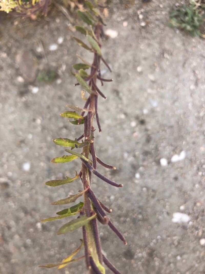 Sisymbrium runcinatum fruit