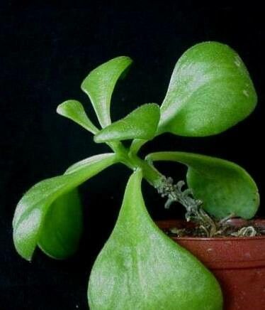 Tylecodon bayeri — related species from the same genus