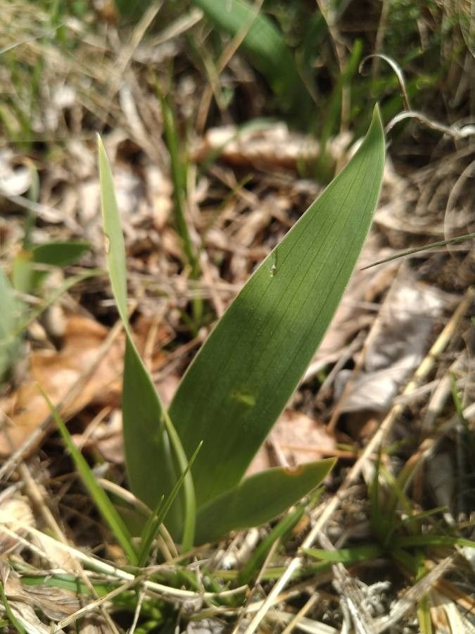Iris cengialti leaf