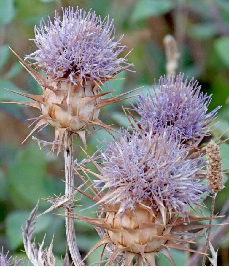 Cynara algarbiensis flower