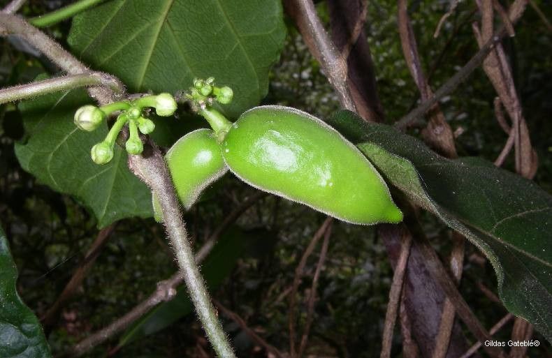 Leichhardtia dognyensis fruit