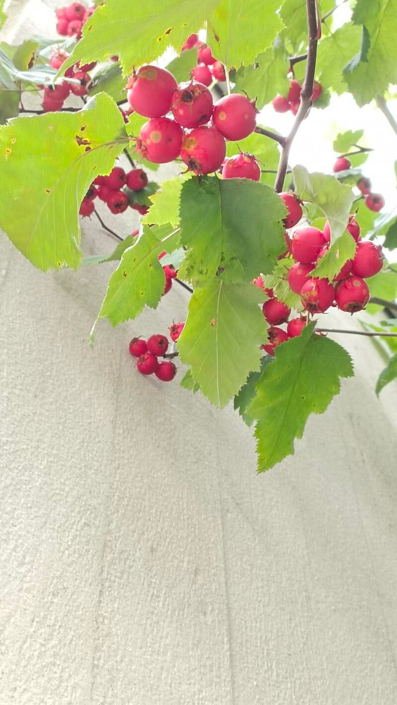 Sorbus latifolia leaf