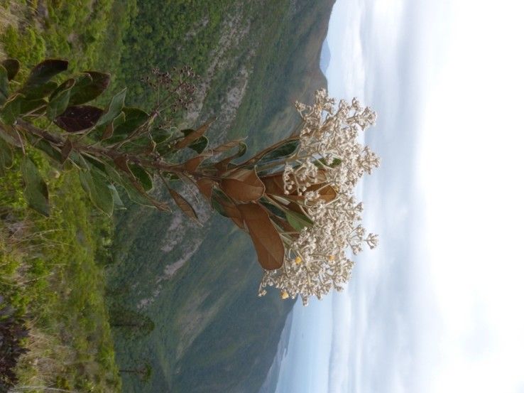 Argophyllum brevistylum habit