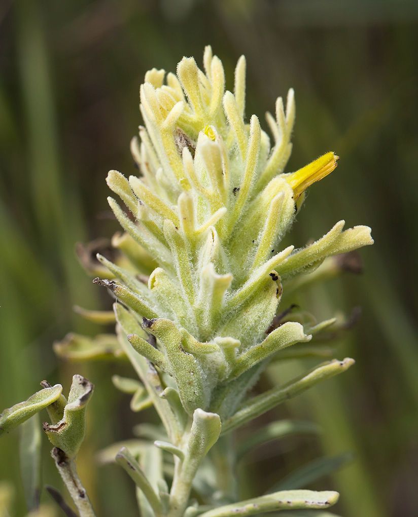 Castilleja grisea — search result for 'Castilleja'