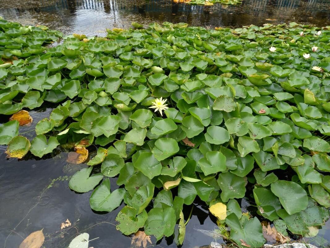 Nymphaea mexicana habit