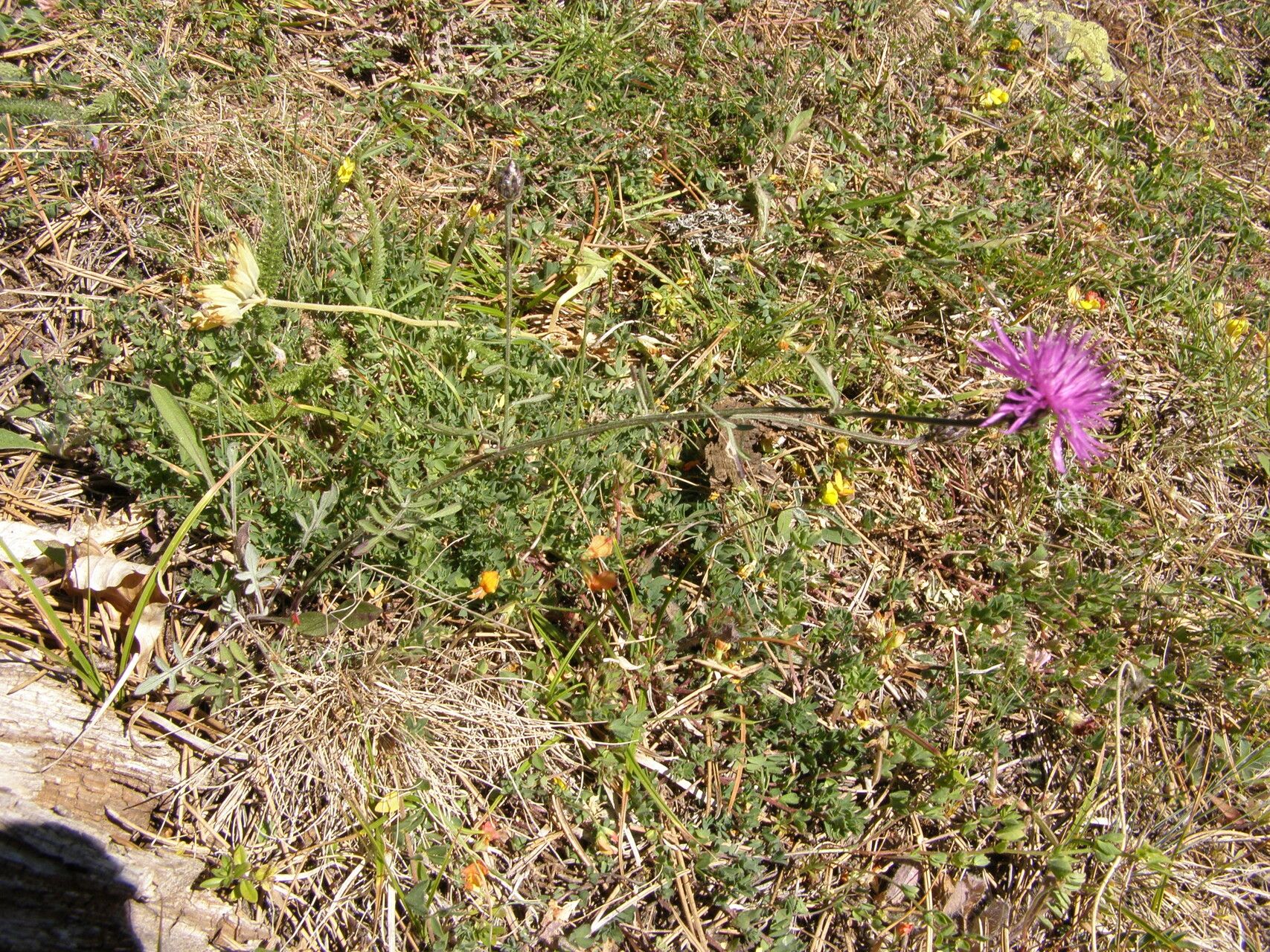 Centaurea lacerata flower