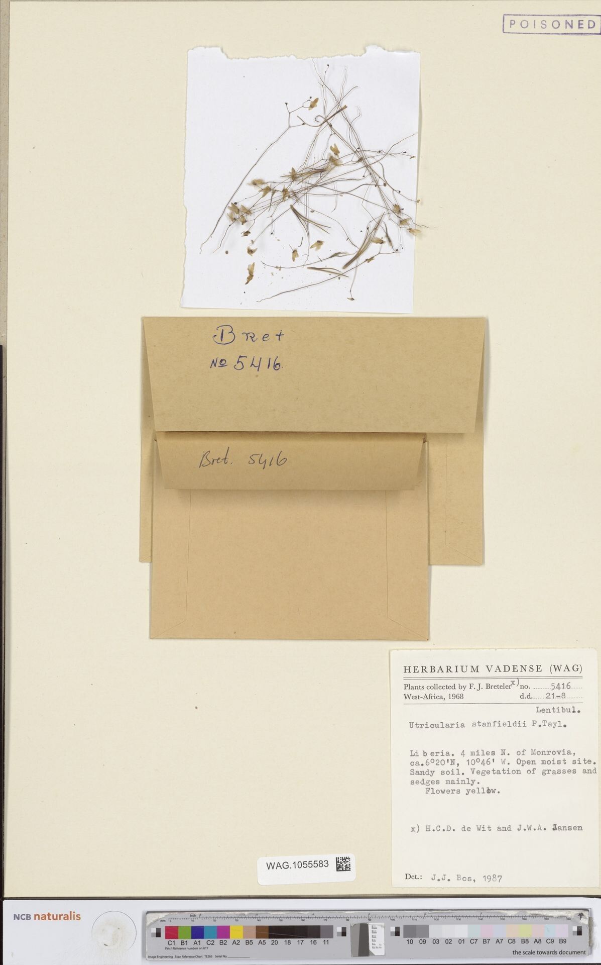 Utricularia stanfieldii — search result for 'Utricularia'