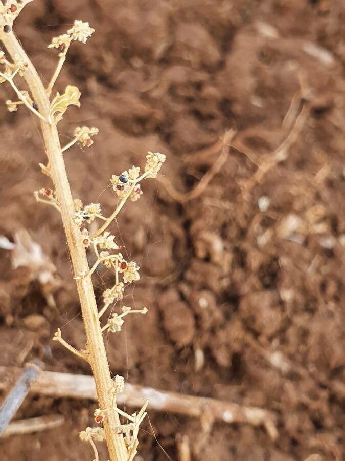 Dysphania schraderiana fruit