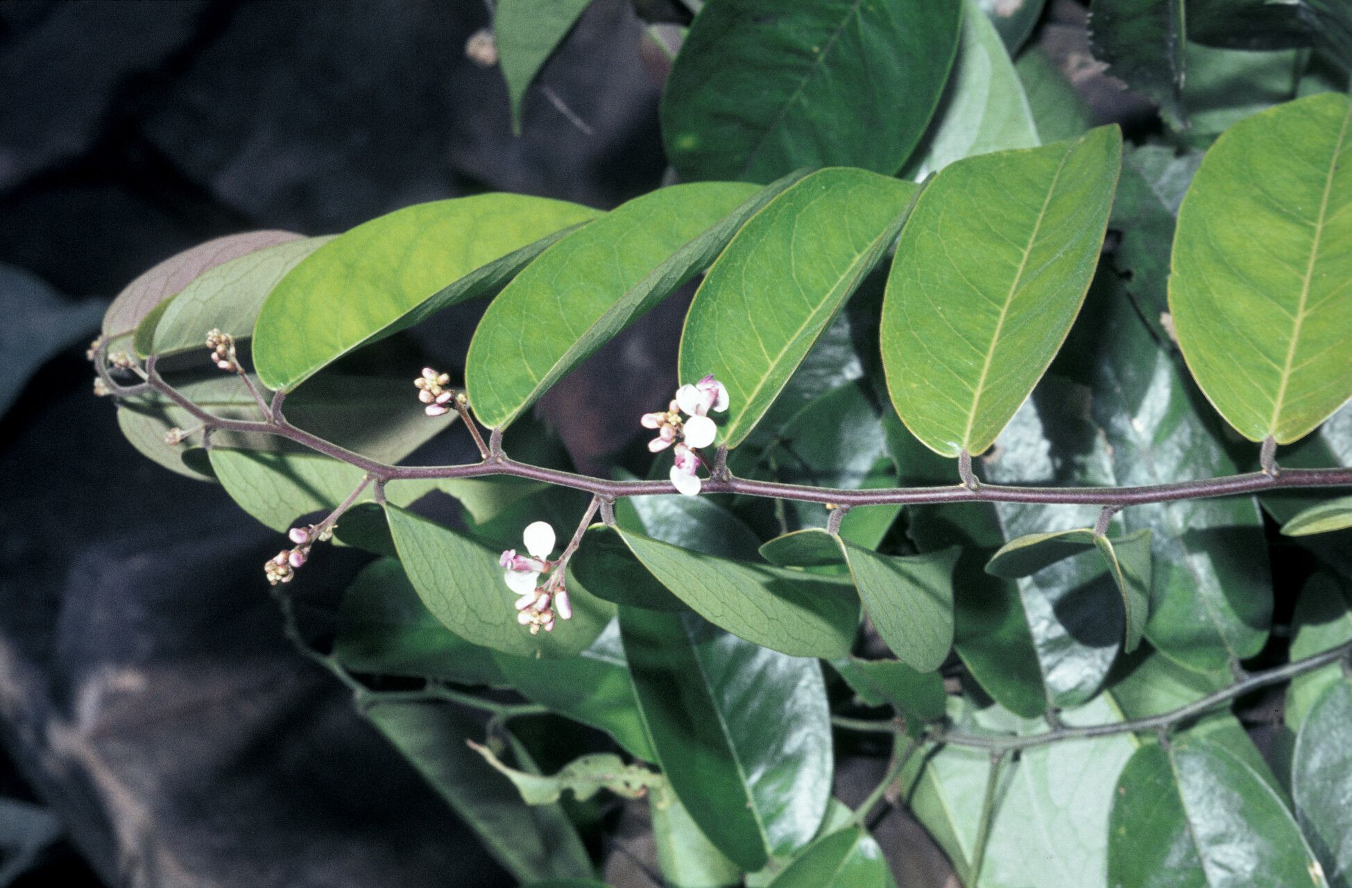 Securidaca paniculata flower
