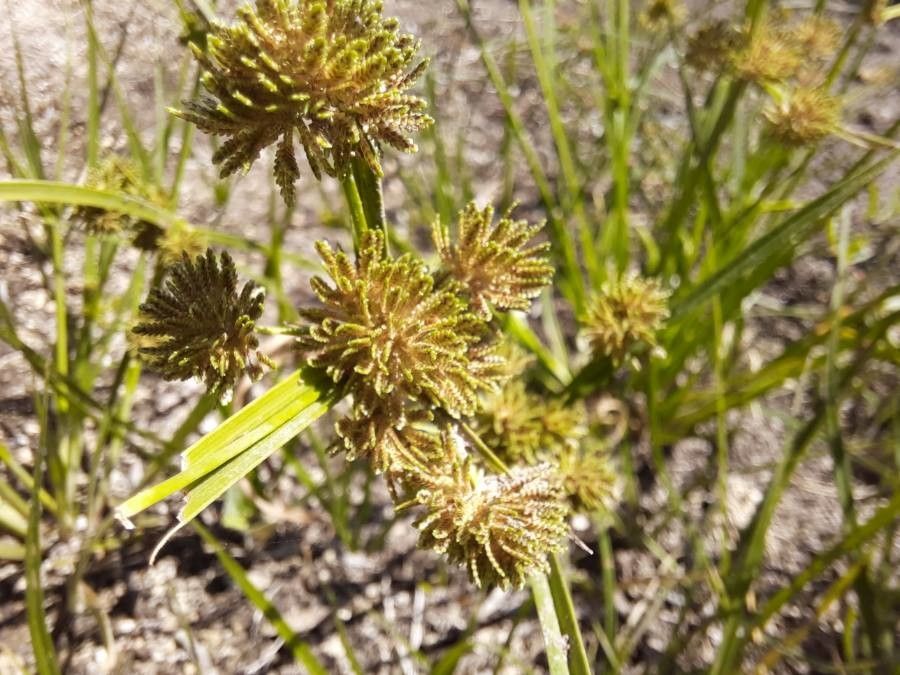 Cyperus difformis flower