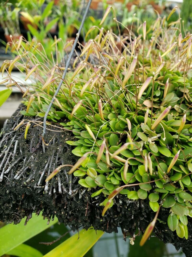 Barbosella cogniauxiana flower