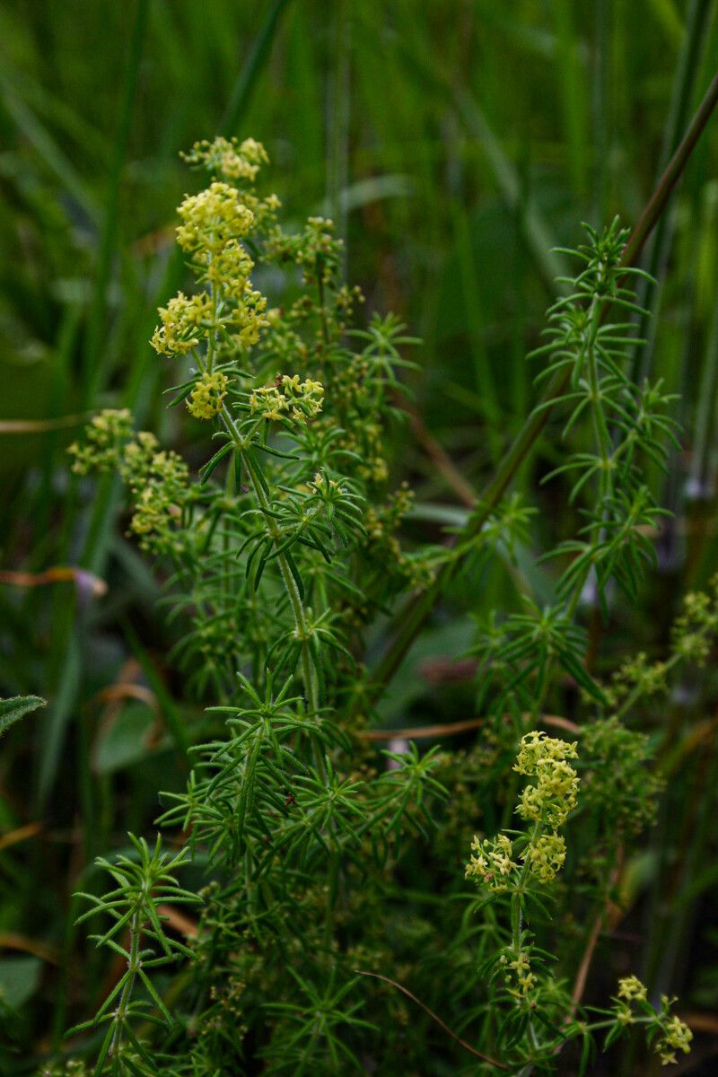 Galium bussei habit