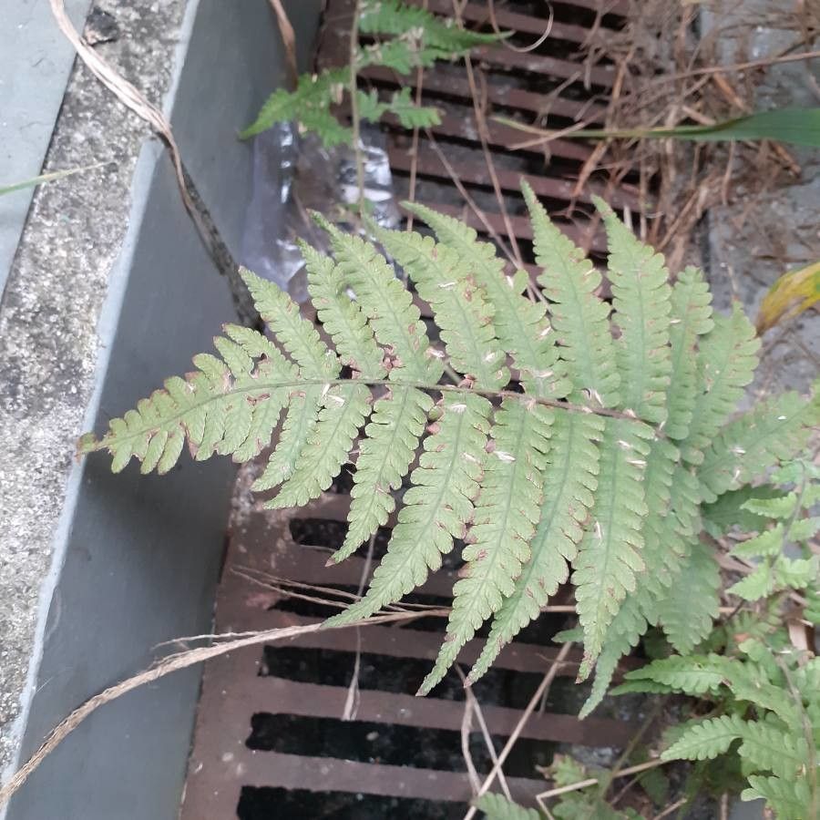 Dryopteris ludoviciana — search result for 'Kentucky'