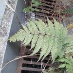 Dryopteris ludoviciana