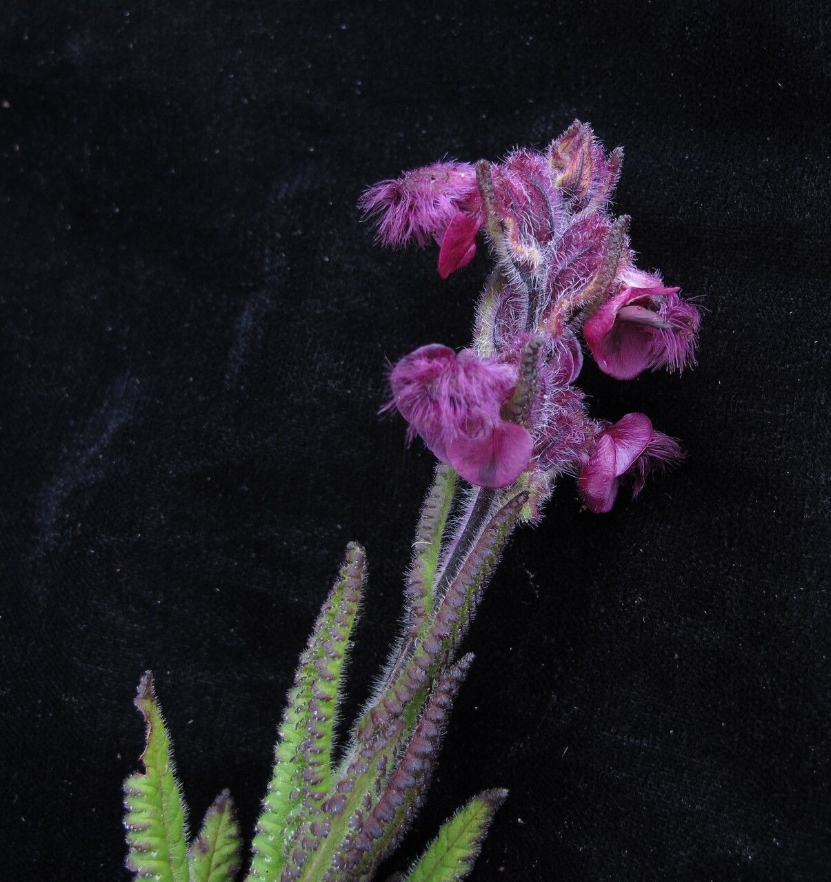 Pedicularis trichoglossa habit