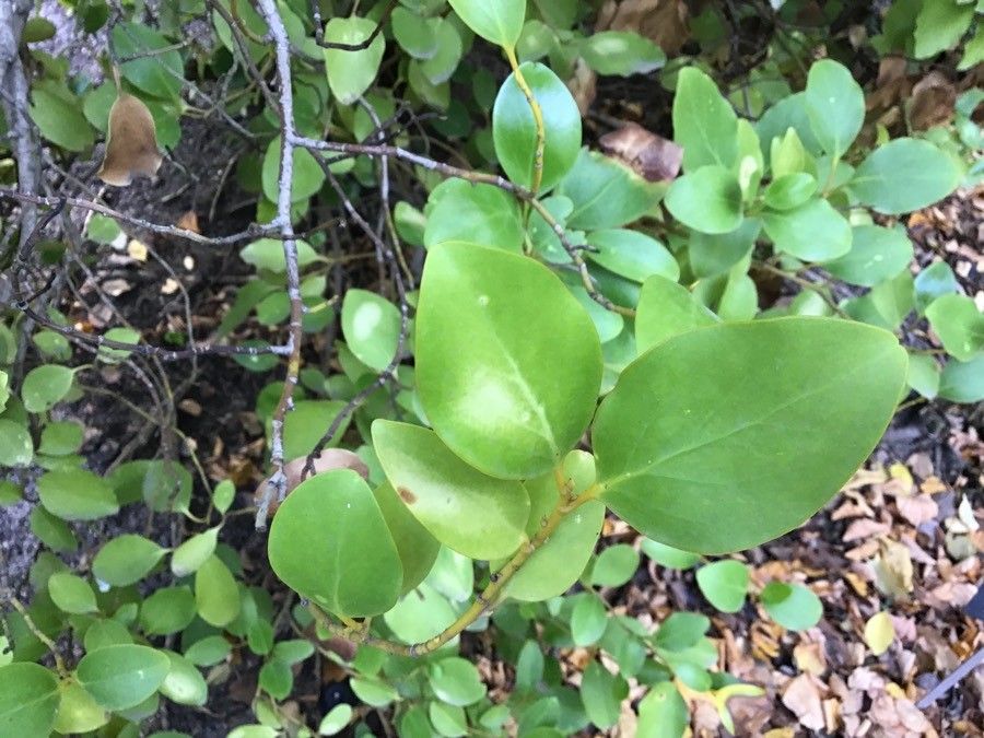 Griselinia littoralis leaf