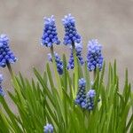 Muscari botryoides