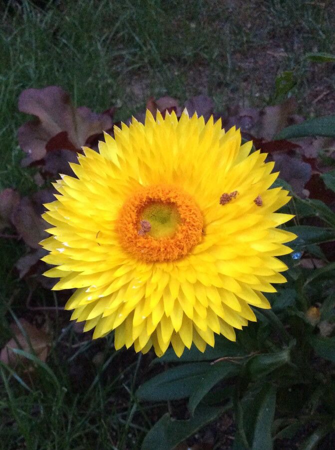 Helichrysum bracteatum flower