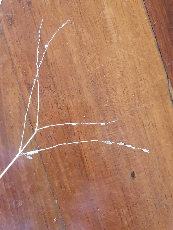 Digitaria macroblephara fruit