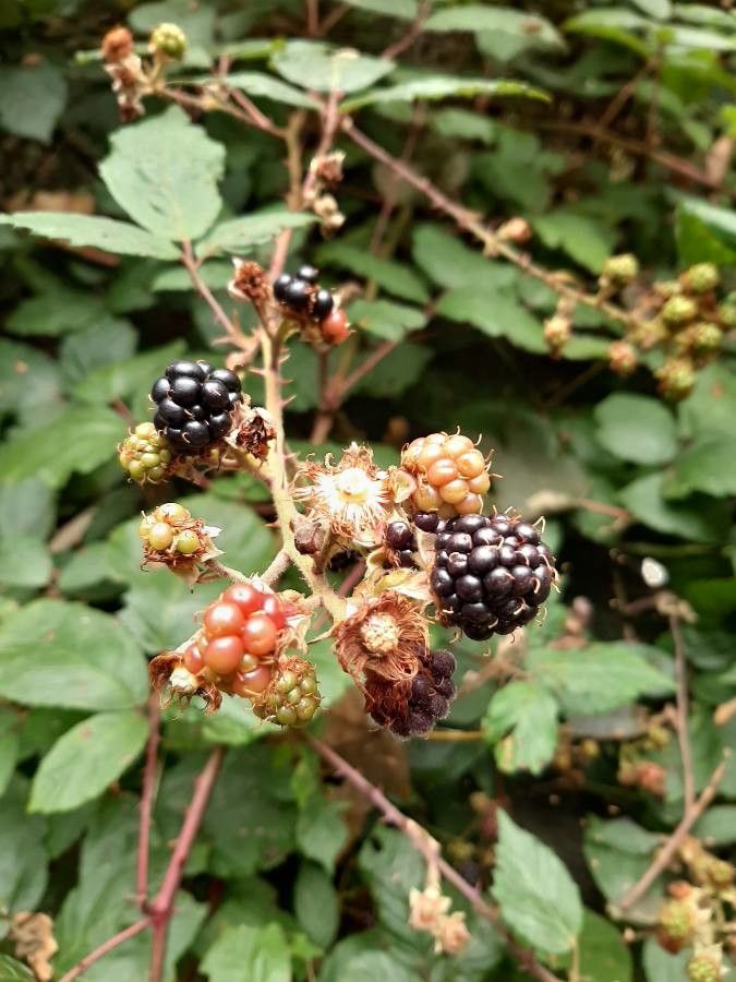 Rubus radula fruit